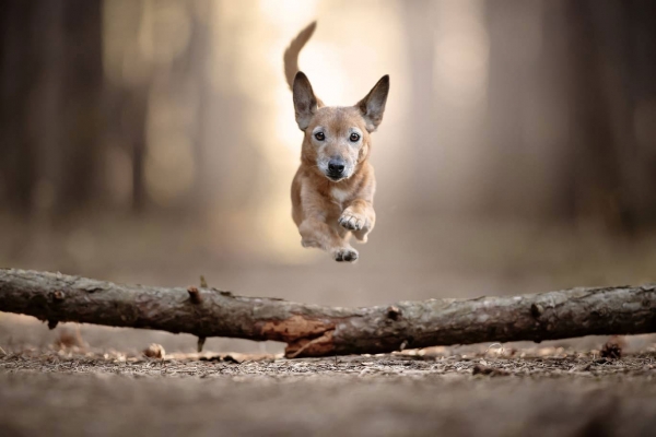 swns-jumping-dogs-18DFF398FA-AC74-4CAA-58EA-017DCB394BF1.jpg