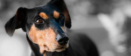 Έρευνα | Πως η μυρωδιά του σώματος μας επηρεάζει την συμπεριφορά του σκύλου μας