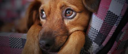 Κλαίνε οι σκύλοι όταν είναι στεναχωρημένοι?