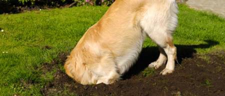 Γιατί σκάβει ο σκύλος μου;