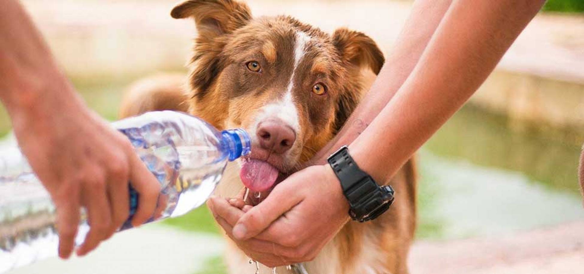 Τι άλλο μπορεί να πίνει ο σκύλος μου εκτός από νερό;