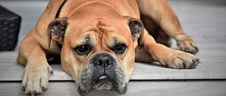 Διάρροια στον σκύλο - Πόσο σοβαρή μπορεί να είναι τελικά; 