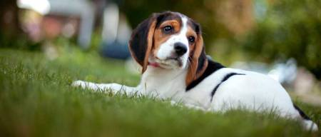  Beagle