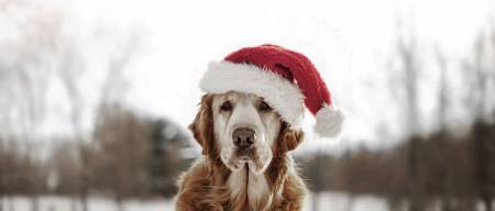 Τα Χριστούγεννα έρχονται! Σεβαστείτε και προστατέψτε τον σκύλο σας