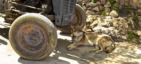 Ζέστη και ήλιος! Πως μπορώ να προστατέψω τον σκύλο μου; 