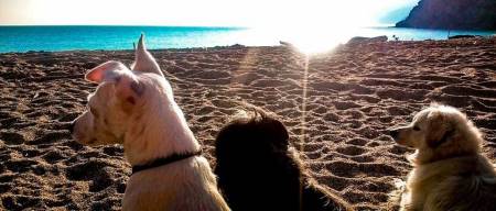Ναι! Υπάρχουν εκπαιδευτές σκύλων με «μαγικές» δυνάμεις και ζουν στην Ελλάδα