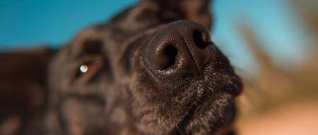 Γιατί τα ζώα μυρίζουν καλύτερα πολύπλοκες μυρωδιές