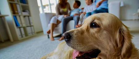 Διαβάστε τα αποτελέσματα της μεγάλης έρευνας για τις συνθήκες διαβίωσης των σκύλων στην Ελλάδα