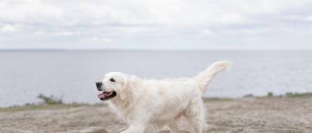 Επιτρέπονται τελικά οι σκύλοι στην παραλία; Τι ορίζει η νομοθεσία;