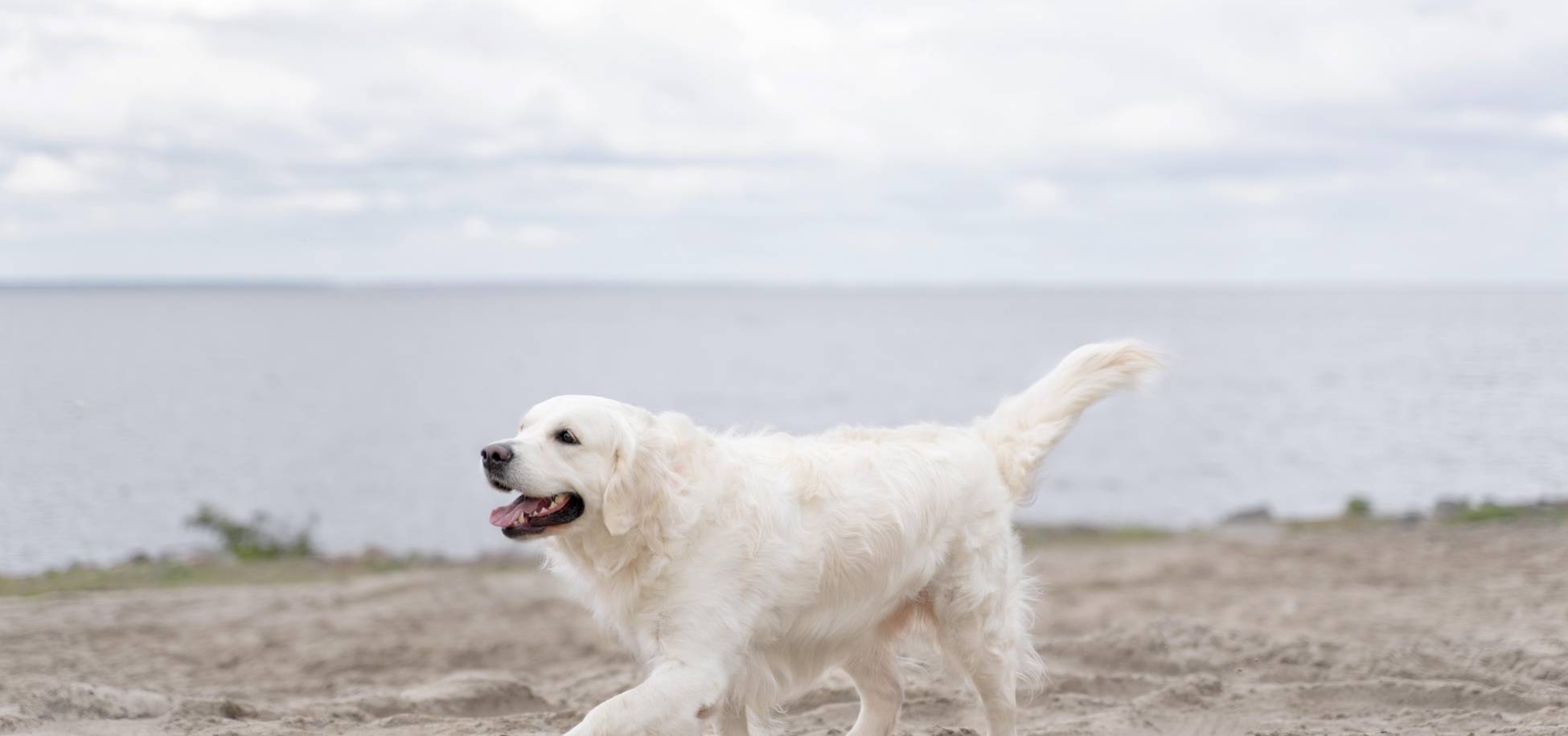Επιτρέπονται τελικά οι σκύλοι στην παραλία; Τι ορίζει η νομοθεσία;