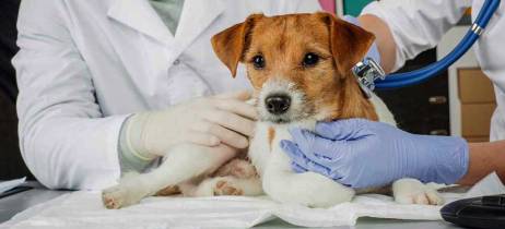 Πρώτες βοήθειες σκύλου | Αιμορραγία