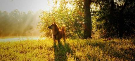 Πρώτες βοήθειες σκύλου | Θερμοπληξία