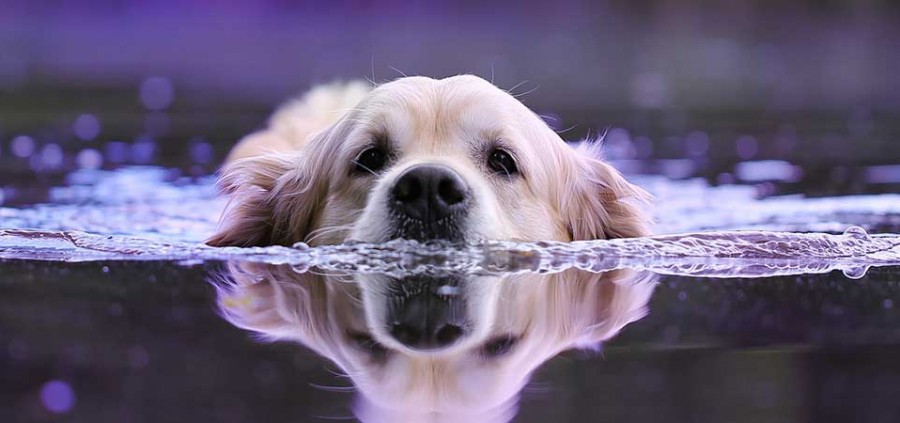Είναι το παγωμένο νερό επικίνδυνο για τον σκύλο μου; [video]