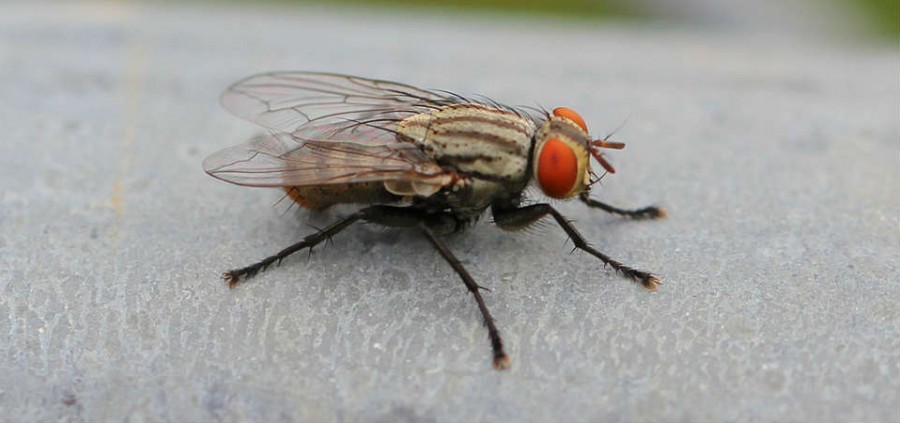 Πως οι μύγες προσγειώνονται και κολλάνε ανάποδα στο ταβάνι