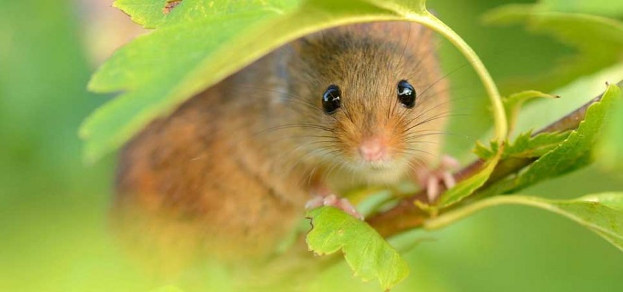 10 αλήθειες για τα ποντίκια που ίσως δεν γνωρίζατε