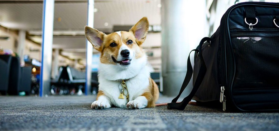 Ταξιδέψτε στην Ελλάδα με τον σκύλο σας στην καμπίνα του αεροσκάφους