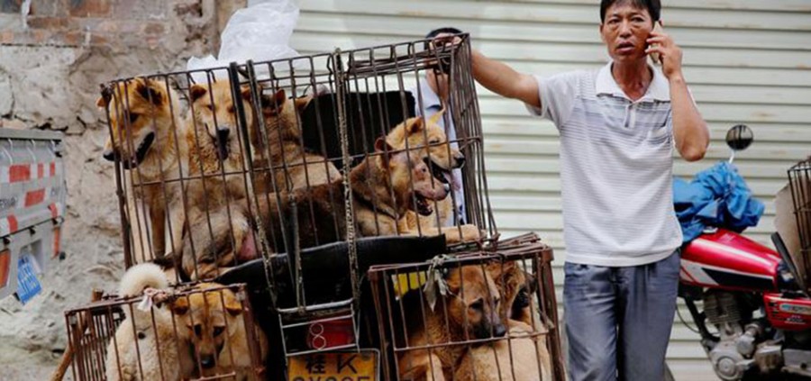 Κίνα - Το Yulin Dog Meat Festival ξεκίνησε κανονικά παρά τις απαγορεύσεις [Σκληρές εικόνες]