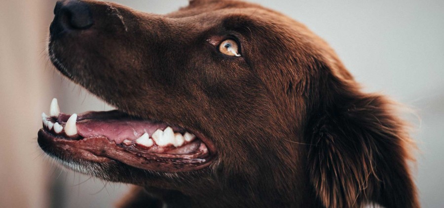 Νέο PodCast! Φροντίστε τα δόντια του σκύλο σας! Από τι κινδυνεύει