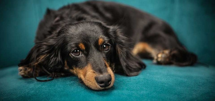 Πρώτες βοήθειες σκύλου | Επαφή & έγκαυμα από χημικά